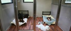 Home of Shelly's School for Dogs
